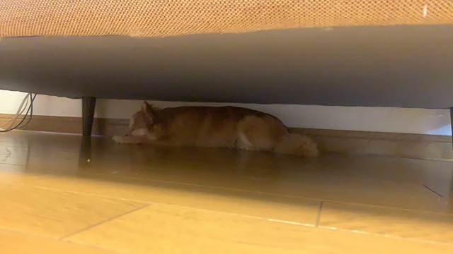 暑い・・・！