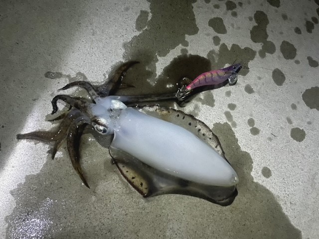 久々の釣りブログ