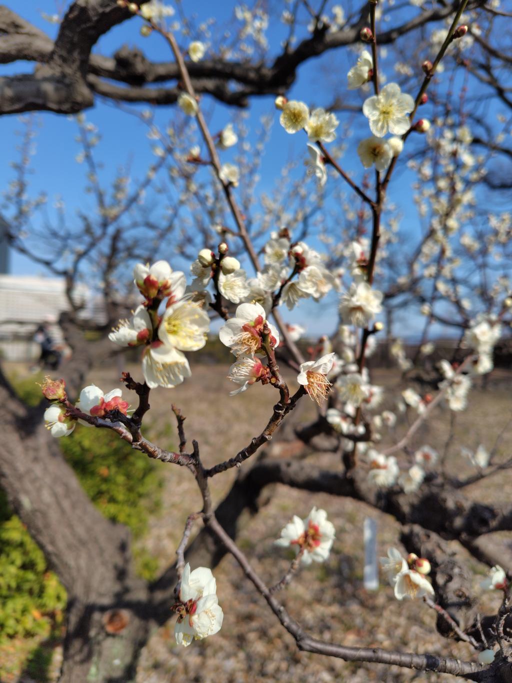 「大阪城の梅林」