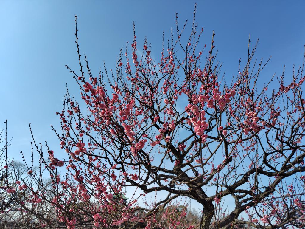 「大阪城の梅林」