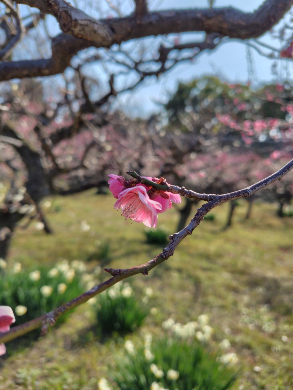 「大阪城の梅林」