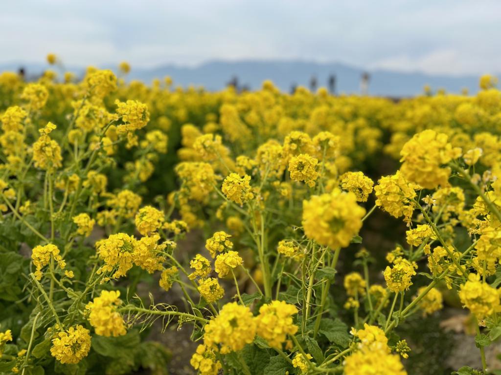 本日は定休日です