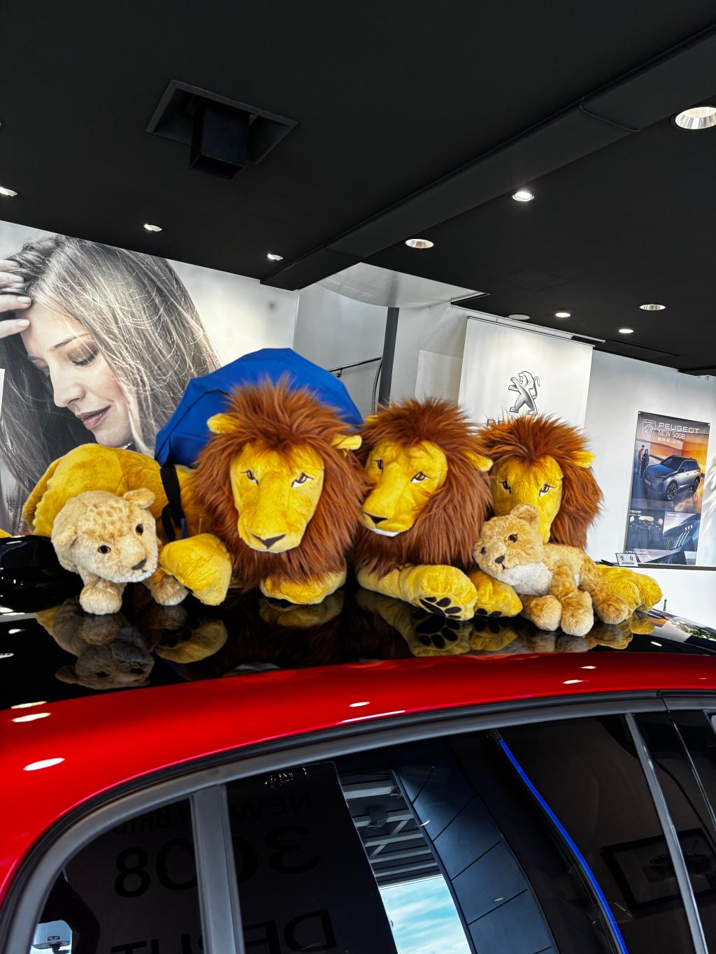 本日は定休日です🦁